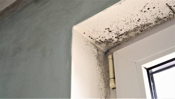 Best Basement Mold Removal  in Sleepy Hollow Lake, NY