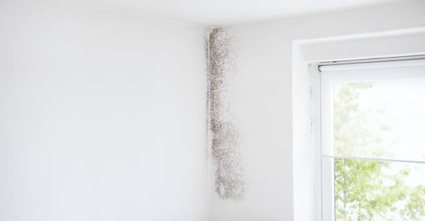  Sleepy Hollow Lake, NY Mold Removal Pros