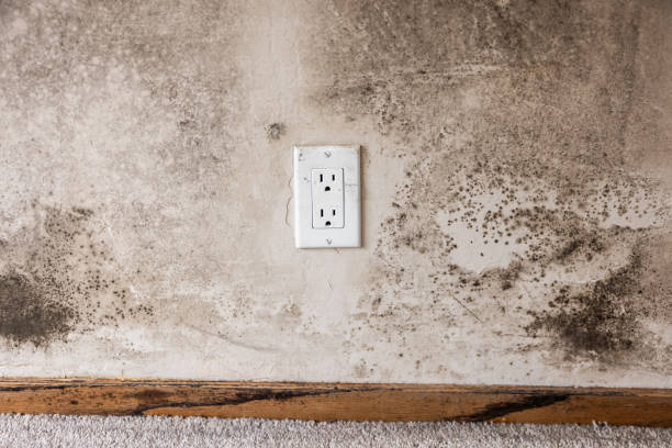 Best Real Estate Mold Inspection  in Sleepy Hollow Lake, NY